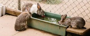 兔子要喂水喝吗?
