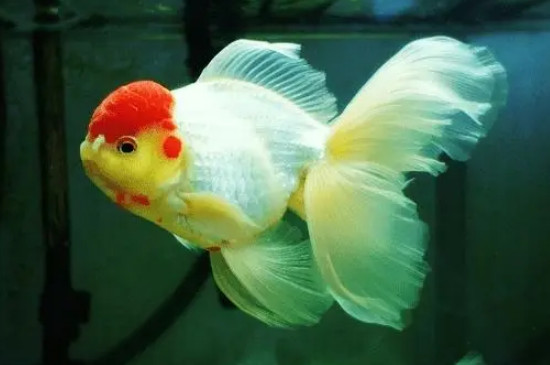 金鱼爱吃什么东西