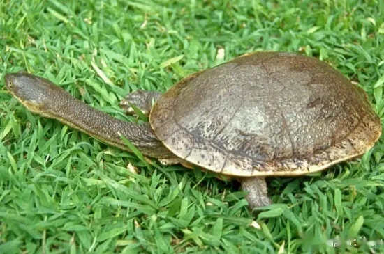 长颈龟为什么没人养