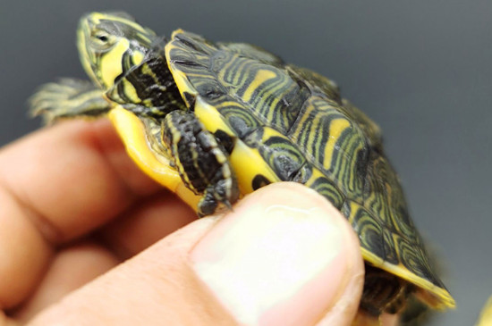 黄耳龟为什么叫吃粪龟
