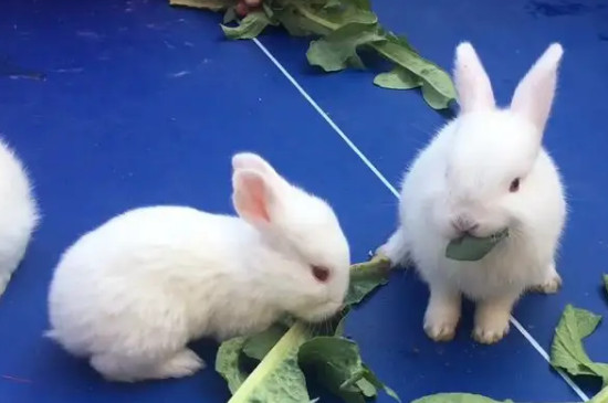 兔子只吃蔬菜可以吗