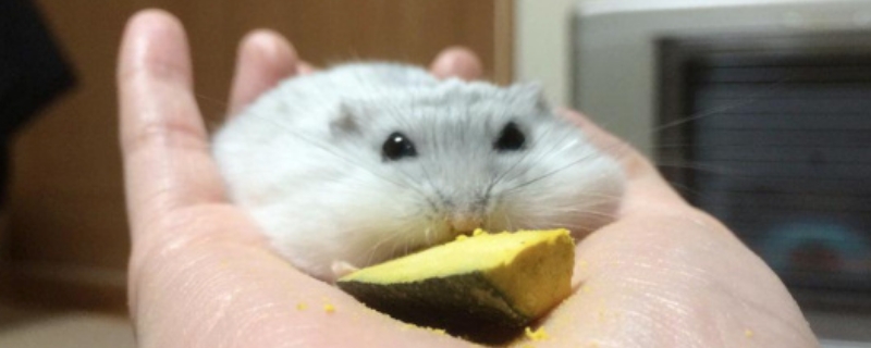 仓鼠身上有牛黄酸吗