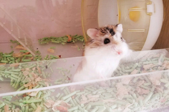 仓鼠可以吃玫瑰花瓣吗