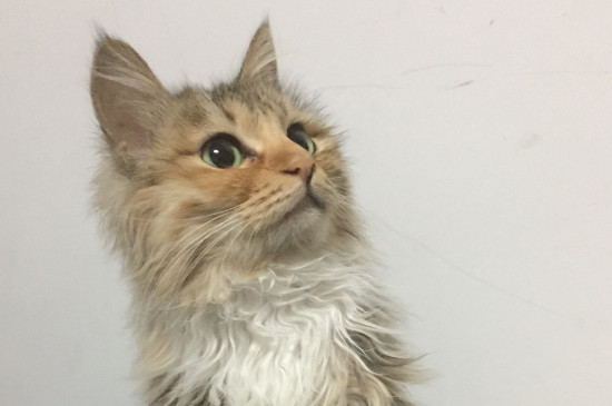 家里两只猫总是打架怎么办
