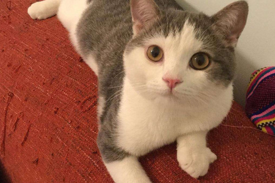 家里两只猫总是打架怎么办