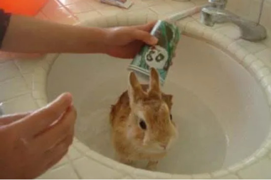 怎样给兔子洗澡