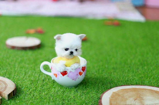 茶杯犬喂食的三大禁忌