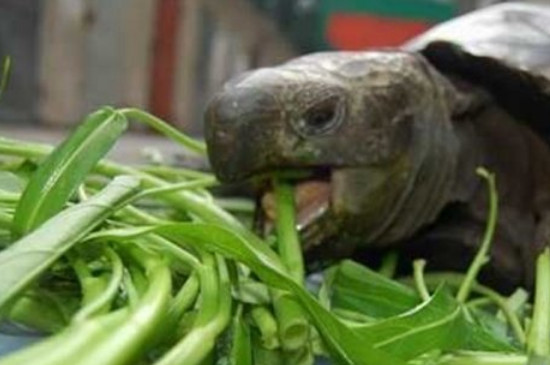 乌龟的食物有哪些