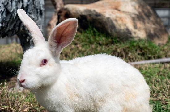 兔子耳朵热是怎么回事