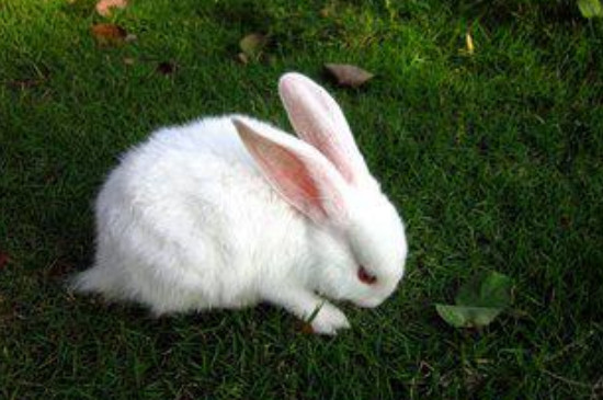 兔子耳朵热是怎么回事