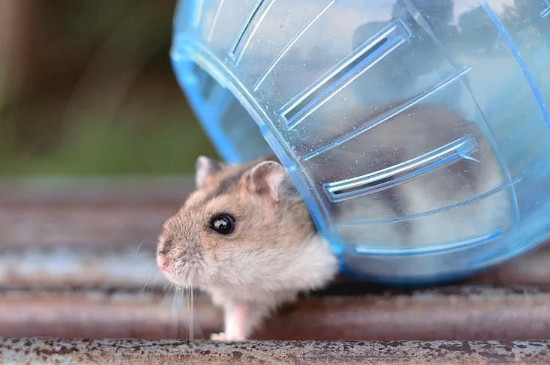 仓鼠会喝水吗