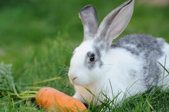 兔子的特点