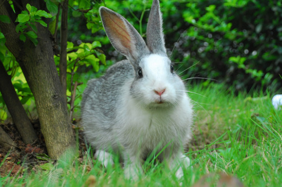 兔子吃什么草