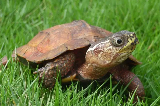 什么龟寿命最长?