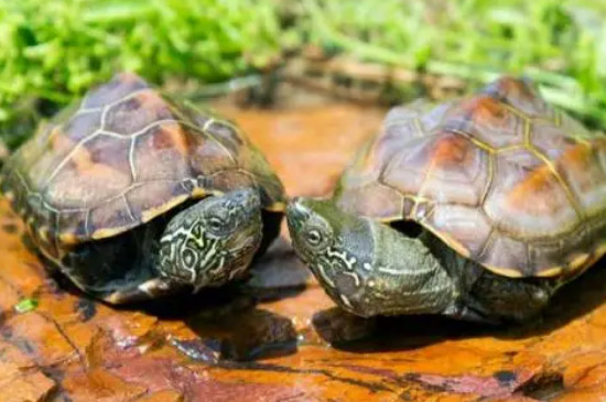 什么龟寿命最长?