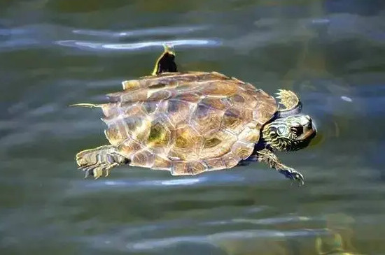 冬天乌龟漂在水上怎么回事