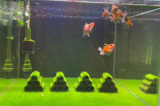 鱼缸为什么会出现绿藻