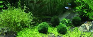 鱼缸为什么会出现绿藻