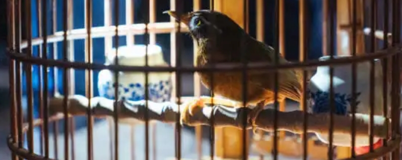 画眉鸟练胆子的方法