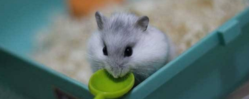 仓鼠可以吃绿豆吗