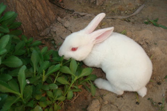 兔子吃了白菜怎么救它