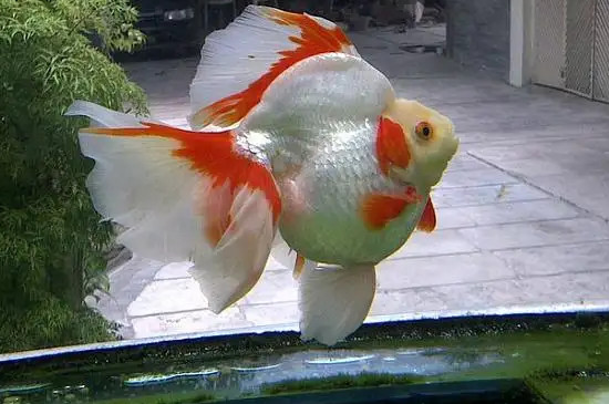 养金鱼的方法