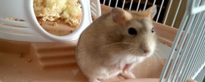 仓鼠可以吃芹菜吗